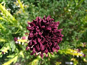 Archivo:Caulanthus inflatus 003 — Jim Staley