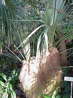 Coccothrinax crinita0.jpg