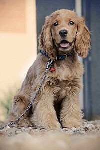 Archivo:Cocker spaniel called Tony