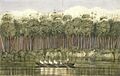Cowdie forest on the Wairoa River, Kaipara C-025-024
