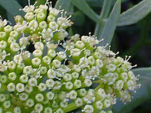 Archivo:Crithmum maritimum Enfoqueflores 2010-7-04 ParquedelasDunasdeTorreLaMata