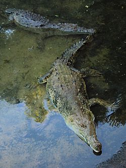 Archivo:Crocodylus acutus en parque zoologico paraguana