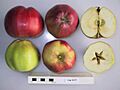 Cross section of Tom Putt, National Fruit Collection (acc. 1921-084)