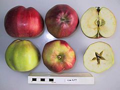 Cross section of Tom Putt, National Fruit Collection (acc. 1921-084).jpg