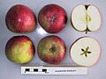 Cross section of Worcester Pearmain (EMLA), National Fruit Collection (acc. 1973-192)