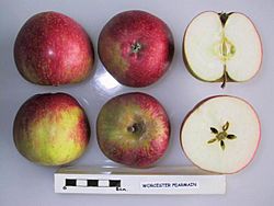 Archivo:Cross section of Worcester Pearmain (EMLA), National Fruit Collection (acc. 1973-192)