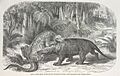 Dinosaurs fighting - The World before the Deluge (1865), plate XXI - BL