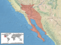 Dipsosaurus dorsalis distribution