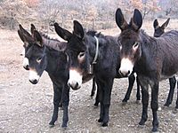 Archivo:Donkey catalan