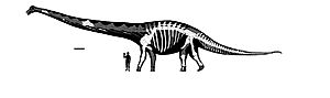 Archivo:Dreadnoughtus Published Reconstruction