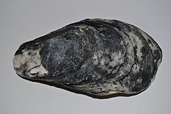 Eastern Oyster (Crassostrea virginica) Top (16114506758).jpg