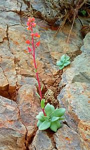 Echeveria argentinensis in hábitat (cropped).jpg
