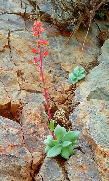 Echeveria argentinensis in hábitat (cropped)