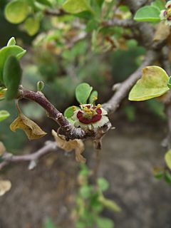 Archivo:Euphorbia misera