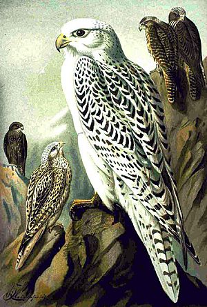 Archivo:Falco rusticolus NAUMANN