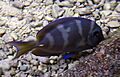 Fish 1 (4386591763)