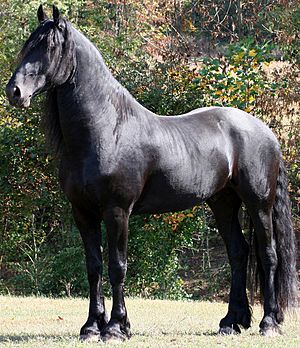 Archivo:Friesian Horse Side View 1