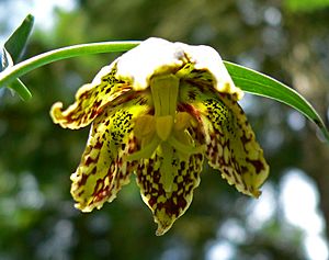 Archivo:Fritillaria affinis 3