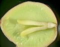 Ginkgo embryo and gametophyte