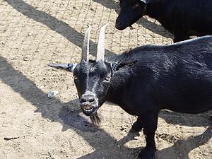 Archivo:Goat Mexico yumka zoo