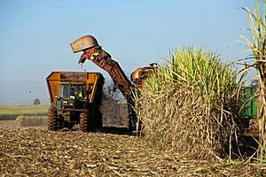 Archivo:Harvestor cutting sugarcane
