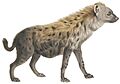Hyaena maculata - 1818-1842 - Print - Iconographia Zoologica - Special Collections University of Amsterdam -(white background)