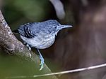 Archivo:Hypocnemoides melanopogon - Black-chinned Antbird (female), Anavilhanas islands, Novo Airão, Amanazonas, Brazil