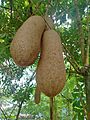 Kigelia africana - sausage tree -fruits 02