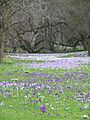 Krokusse an der Lichtentaler Allee in Baden-Baden