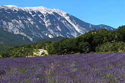 Lavender field and Mont Ventoux.jpg