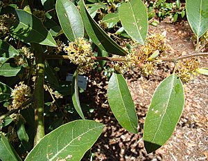 Archivo:Litsea glaucescens, the Spanish Laurel (9755230693)