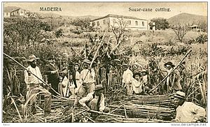 Archivo:Madeira, Apanha de canas - B.P. n.º 155 (7)