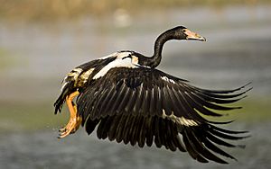 Archivo:Magpie Goose taking off