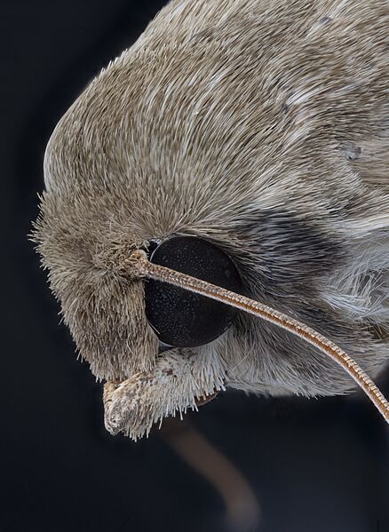 Moth profile