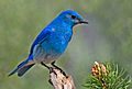 Mountain Bluebird