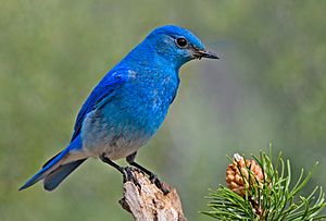 Archivo:Mountain Bluebird