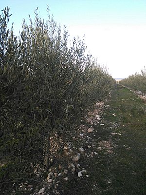 Archivo:OLIVAR INTENSIVO KORONEIKI EN LA REGIÓN DE MURCIA