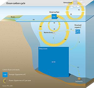 Archivo:OceanCarbonCycle