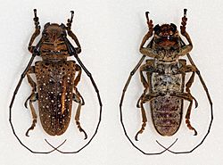 Oncideres gutturator - Flickr - Bennyboymothman.jpg