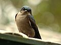Orochelidon murina (Golondrina ahumada) (14056072715)