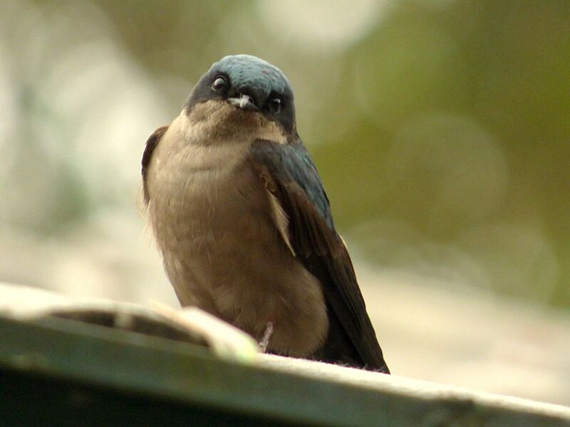 Orochelidon murina (Golondrina ahumada) (14056072715)