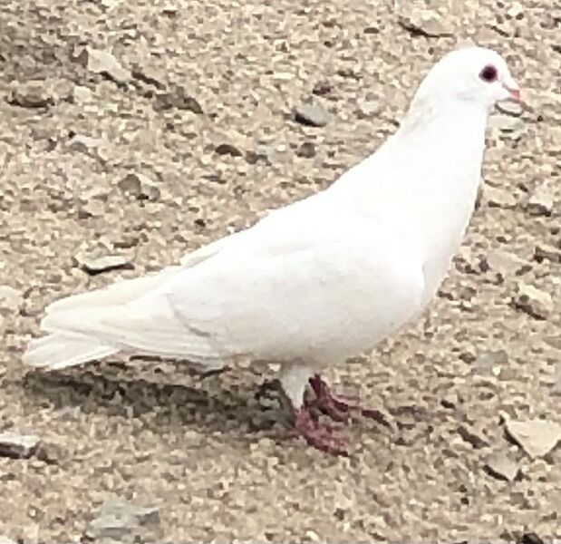Paloma AlbinismoColumbiaLivia