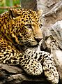Panthera pardus close up