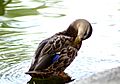 Pato en parque Tezozómoc, México.