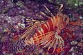 Pez león de Mombasa (Pterois mombasae), islas Ad Dimaniyat, Omán, 2024-08-13, DD 41