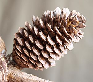 Archivo:Pine cone 1