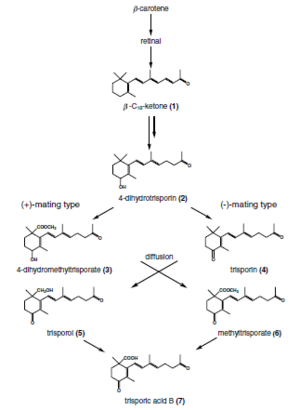 Archivo:Postulated biosynthesis of trisporic acid B (van den Ende, 1976; Sutter et al., 1989; modified)