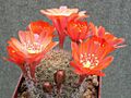 Rebutia buiningiana 2
