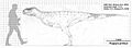 Rugops primus scale diagram2