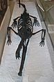 Rutiodon carolinensis AMNH 1 anterior